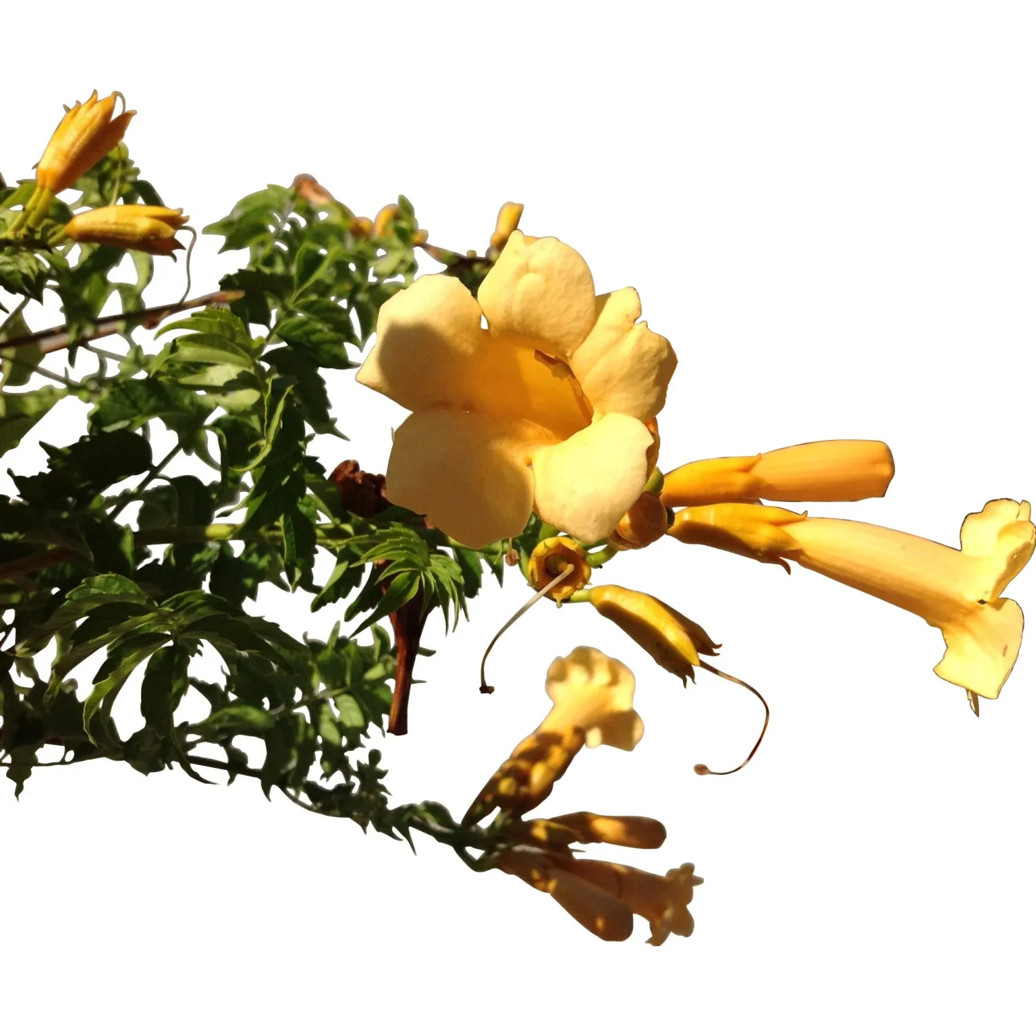 Bignonia Yellow Trumpet